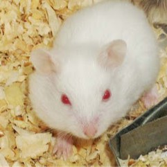 1 kg mùn cưa gổ thông cho Hamster- Rat - Đuôi mập