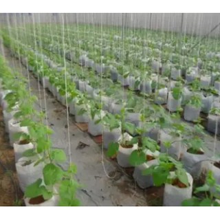 Hạt giống Dưa Lưới F1 - 1gr