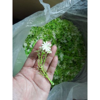 Cỏ điểm lạng (trộn lộn xộn)