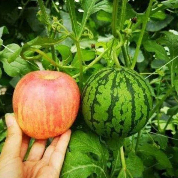 Hạt Giống Dưa Hấu Táo Đỏ Sai Trái (5 Hạt)