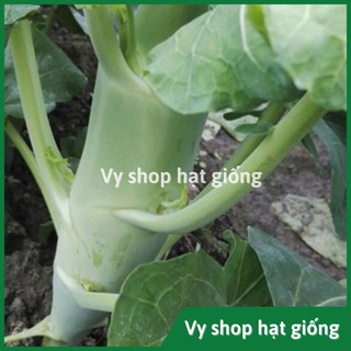 Hạt giống cải làn (cải rổ) thân mập Thái Lan gói 1100 hạt