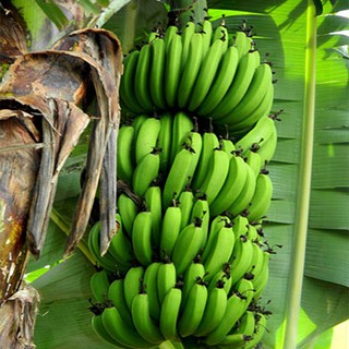 CÂY GIỐNG CHUỐI GIÀ LÙN NAM MỸ SIÊU QUẢ SIÊU KINH TẾ