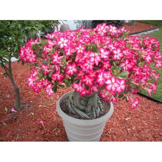 Cây sứ bông sao củ to gieo hạt. sản phẩm ship bầu bỏ đất khi gủi