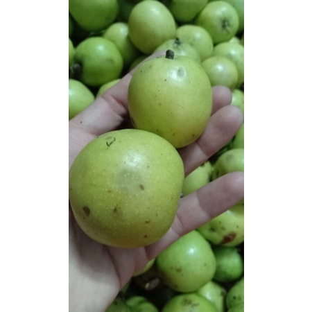 Táo mèo tươi rừng Sìn Hồ