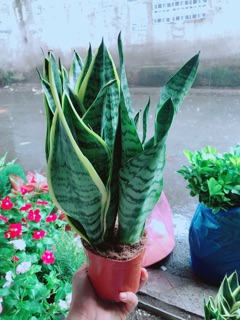 Lưỡi Hổ Cao