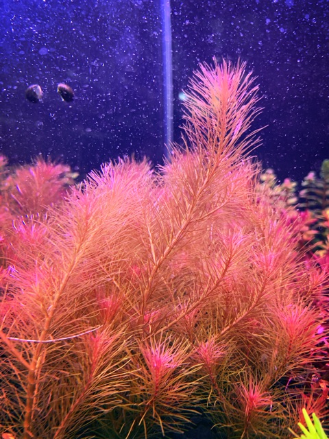 1 NGỌN Lá Nước/Lá Cạn Rotala Wallichi  - Cây Cắt Cắm - Cây Thủy Sinh