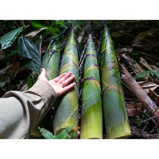 Măng Nứa Khô - Bản Rùa
