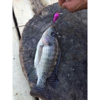 Mồi ruồi câu lure