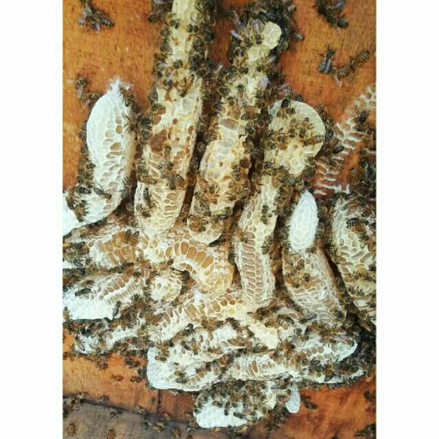 600g mật ong hoa nhãn thơm ngon