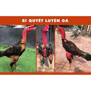 Thiên Đan Cóc - cho gà chọi