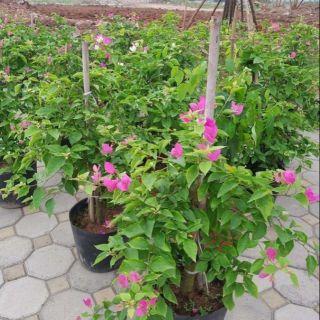 combo 3 bầu Cây bông giấy đẹp.