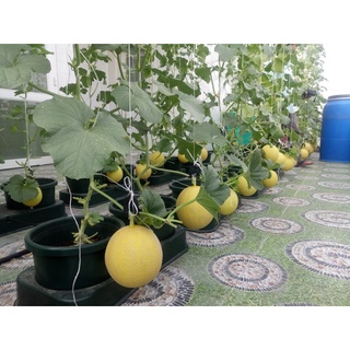 5kg Fe EDDHA Fe 6%, sắt 6%