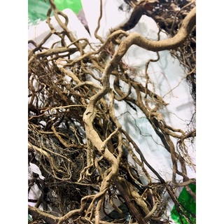 100g rễ rừng,loại còn vỏ,trang trí bể cá,layout
