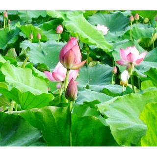 10 Hạt giống hoa sen Hồ tây (Hoa sen ta)