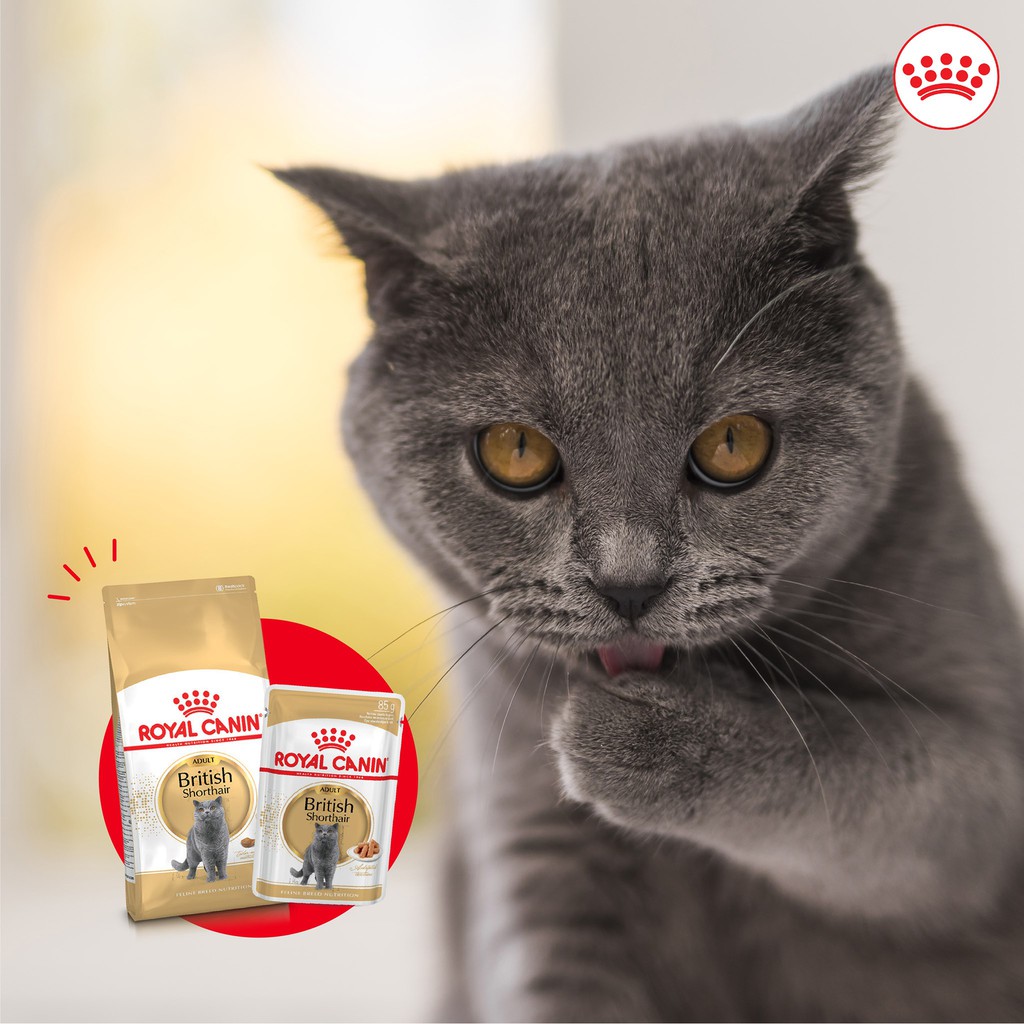 [2kg] Hạt Cho Mèo Lớn Anh Lông Ngắn Royal Canin British Shorthair