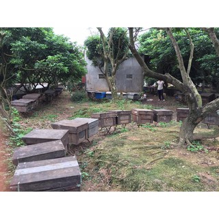 MẬT ONG HOA NHÃN THÁI HƯNG