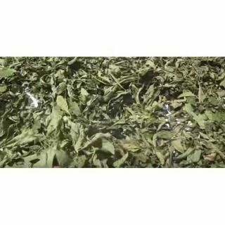 500g lá đắng hoặc lá mật gấu