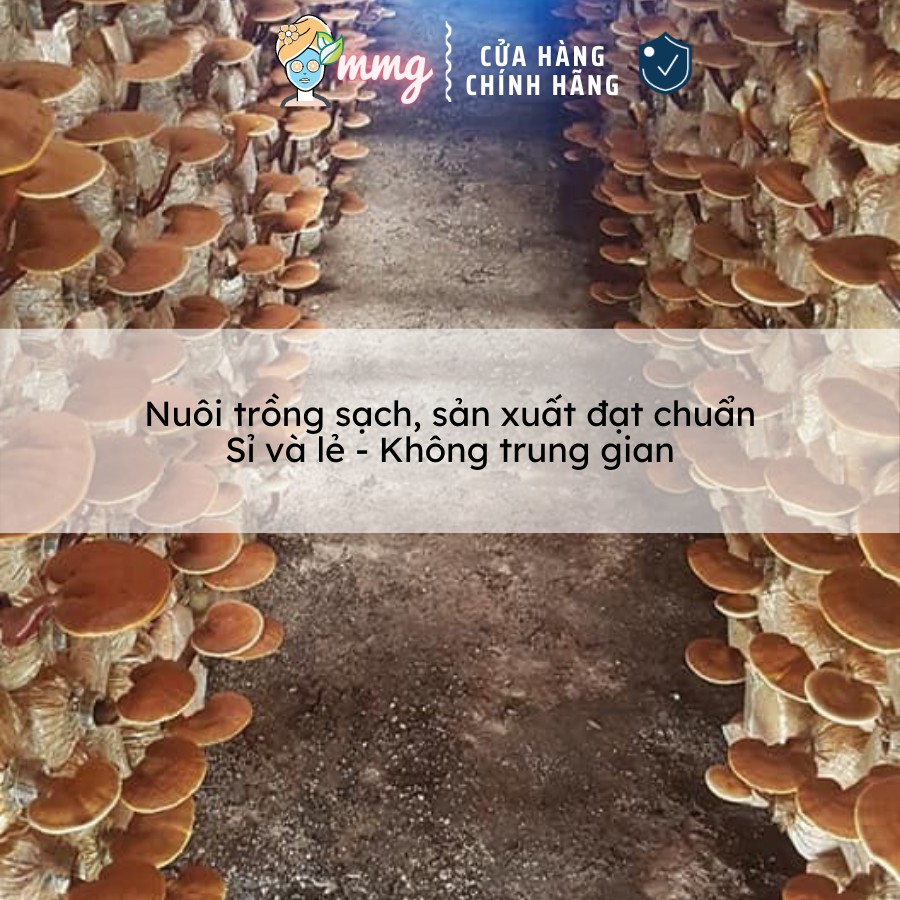 (500gr) Nấm Linh Chi đỏ MMG Còn bào tử thượng hạng dạng túi