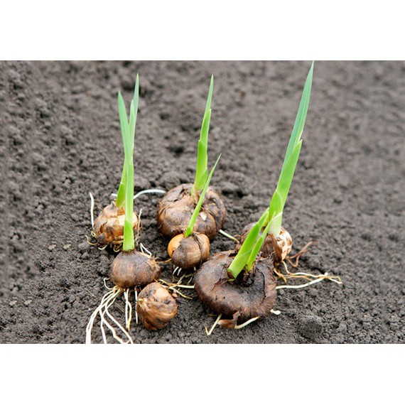 Combo 10 củ giống hoa dơn lúa  - Giống hoa lay ơn rừng trồng khoảng 5 tháng cho hoa.