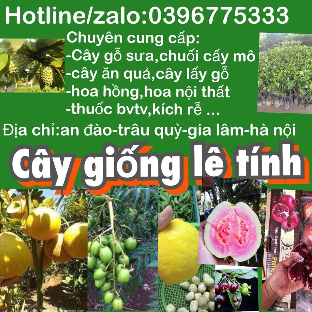 Cây trầm hương  gieo hạt mua 5 tặng 1 .