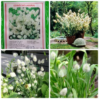 Hạt Giống Cỏ Đuôi Thỏ ( 0,2 gram) LINH SHOP