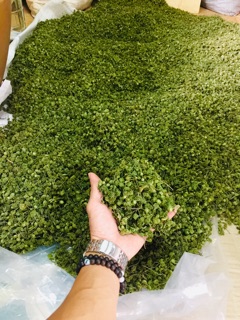 250gr Trà Nụ Tam Thất Bao Tử (Túi Zipper)