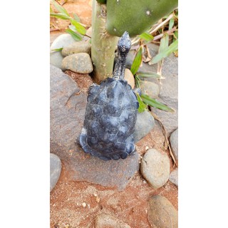 Mô Hình Rùa Galapagos Tortoise ( đực ) .