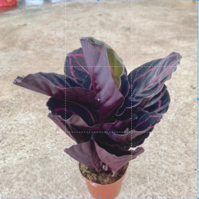 Cây đuôi công tím cao 20cm, cây cảnh phong thủy để bàn nội thất, mang đến sự may mắn và thịnh vượng