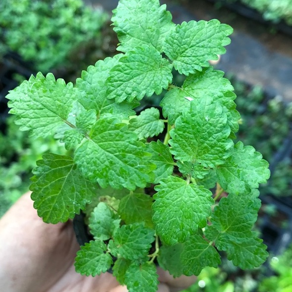 Hạt Giống Bạc Hà Chanh (LEMON BALM 601) 1gr