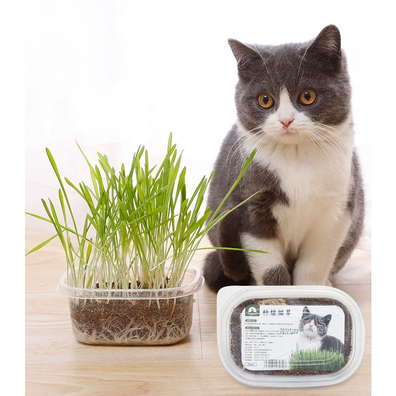 Combo gieo trồng cỏ lúa mì tiện lợi giúp mèo bổ sung chất xơ, tiêu búi lông - MIAOCAT