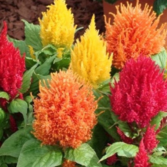 Hạt giống hoa mồng gà lửa nhiều màu f1-  gói 50 hạt-tặng kèm gói phân bón lót