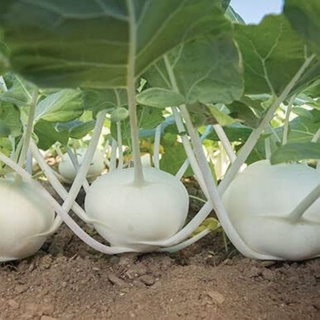 150 HẠT GIỐNG SU HÀO MƠ TRẮNG F1_Nảy 99%