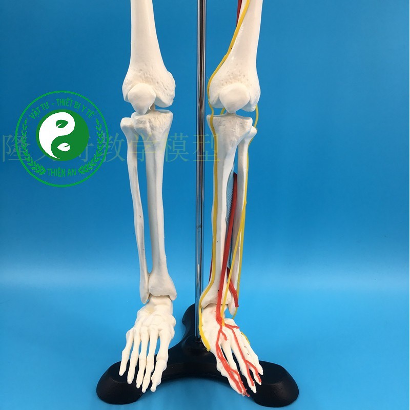 Mô hình xương người cao 85cm- Mô tả đầy đủ đường đi của mạch máu và thần kinh