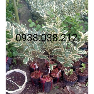 CÂY ỔI CẨM THẠCH