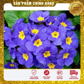 Hạt giống Hoa Báo Xuân mix nhiều màu Primula Polyanthus gói 50 Hạt