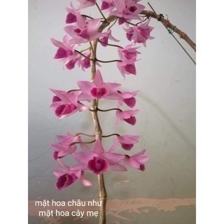 Chậu giả hạc Châu như