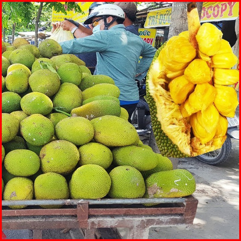 Cây giống mít tố nữ múi to tròn vàng ươm hấp dẫn giá trị dinh dưỡng cao, cây sống khỏe dễ trồng - QD05