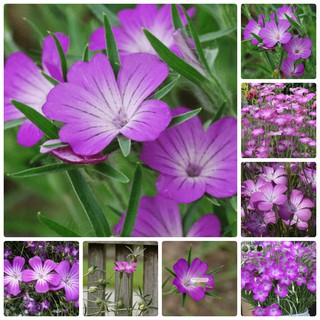 Hạt Giống Hoa Lúa Mạch Tím Hồng