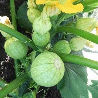 Hạt giống bí ngồi tròn green peal