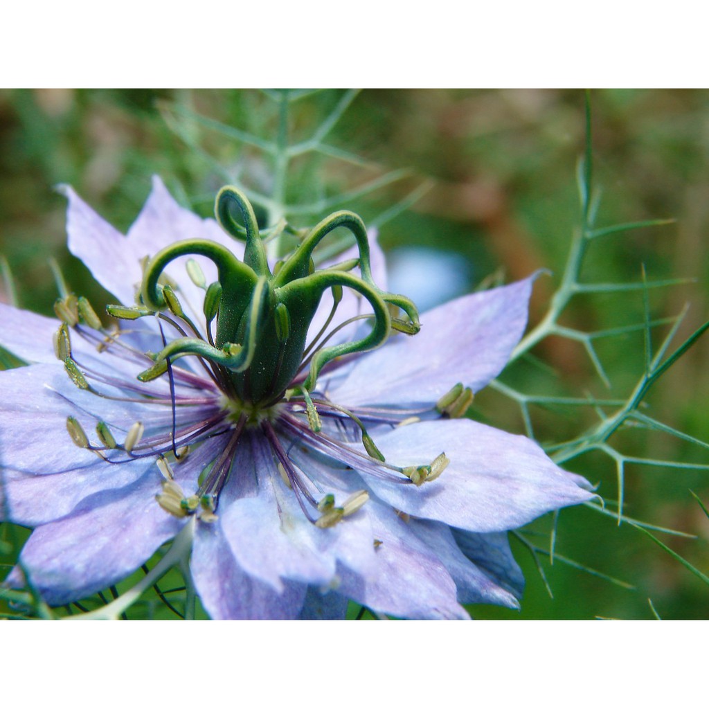Hạt giống hoa Kim cương Nigella F1 Nga - bảo thạch ba tư