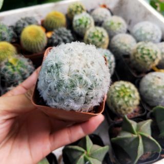 Xương Rồng Bông Gòn ( chậu 5cm)