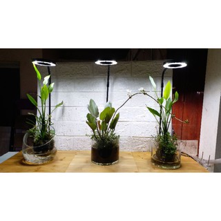 Đèn Led đế gỗ