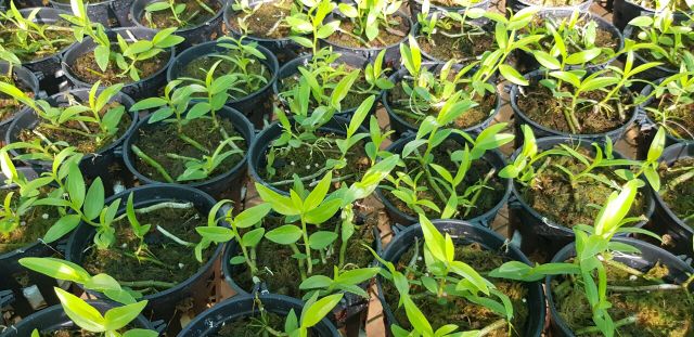 Hoa phong lan hạc vĩ thiên cung lữ bố