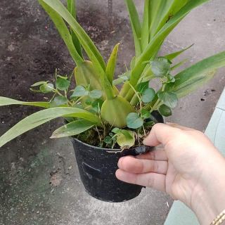 Vũ nữ mật ngọt sắp hoa
