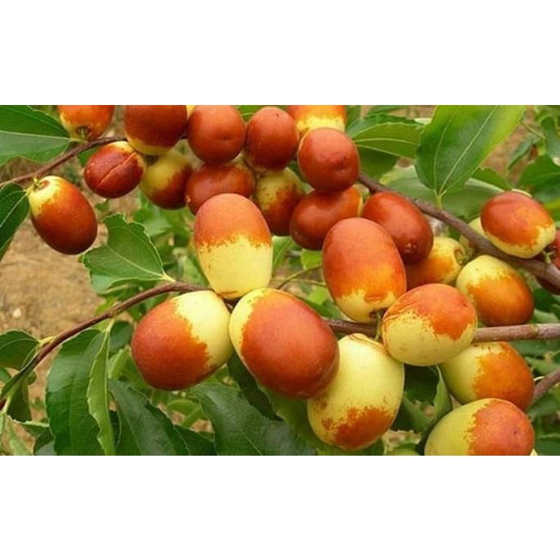 Cây Hồng táo - Táo đỏ Tân Cương