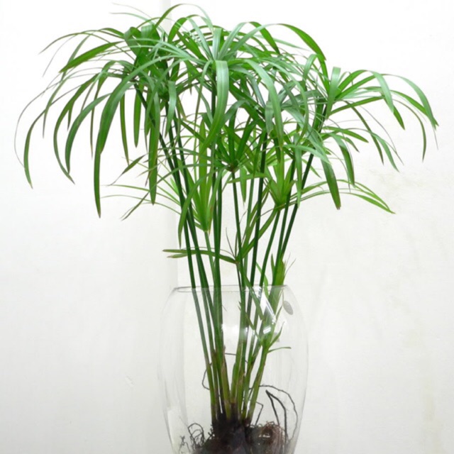 Cây thủy trúc