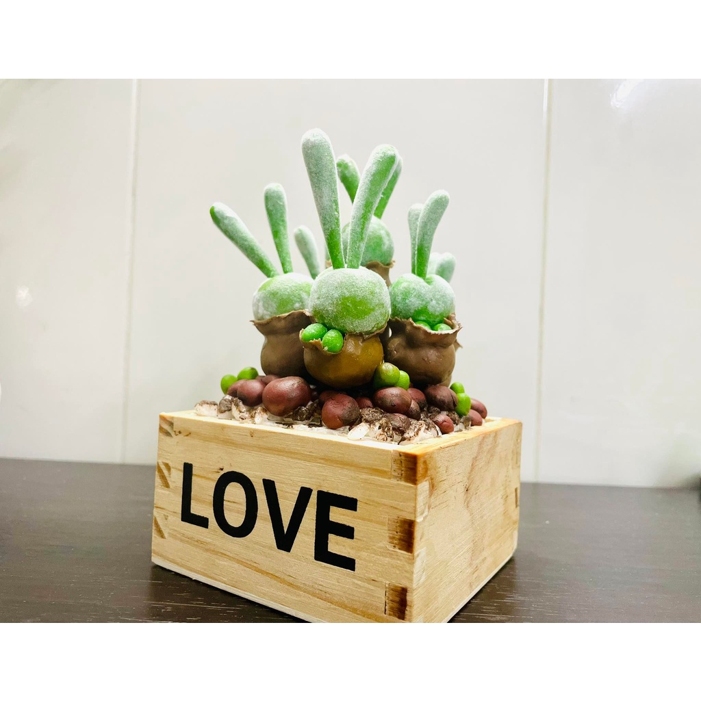 Sen đá tai thỏ đất sét chậu gỗ