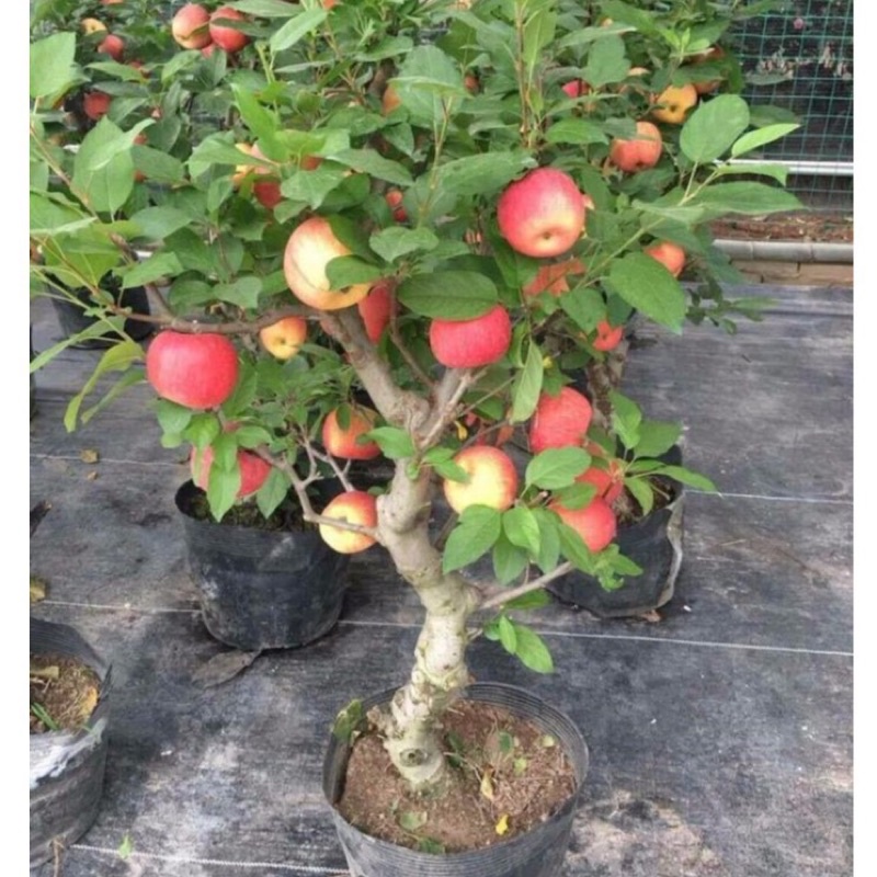 Hạt giống táo lùn đỏ siêu quả, siêu ngọt F1