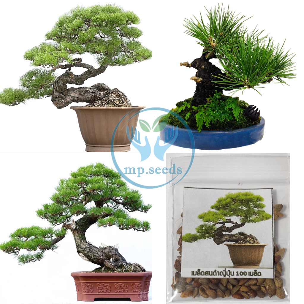 Hạt giống Thông đen 15/20 hạt Hạt giống mới SHOP MỚI KHYẾN MẠI GIÁNG SINH