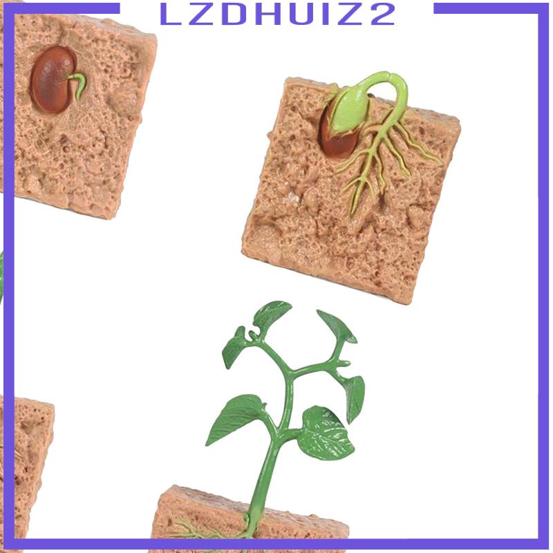 Mô Hình Thực Vật Cây Đậu Nành Giảng Dạy Cho Bé